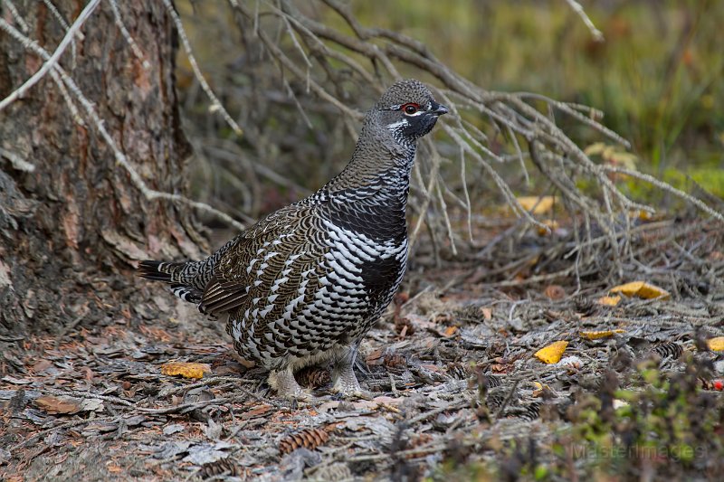 _MG_7549c.jpg - Spruce Grouse (Falcipennis canadensis)